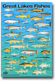 Lake Superiors Fishes Lake Superior Magazine