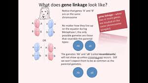 gene linkage ib biology you