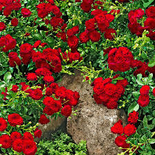 red flowering ground cover carpet rose