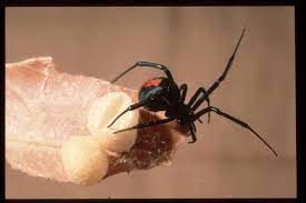 redback spider bite what to do