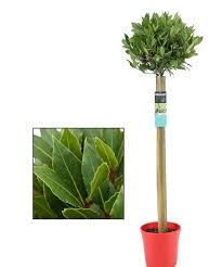 Laurus Nob Stand In Red Pot D And M