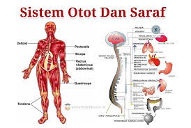 Sistem saraf juga mengatur aliran darah, dan konsentrasi osmotik. Hubungan Sistem Otot Dan Saraf Anatomi Organ Dan Fungsi