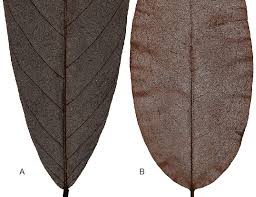 leaf venation patterns of selected