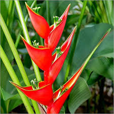 heliconia flower plant at lowest
