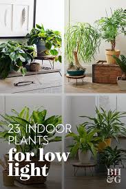 House Plants Indoor