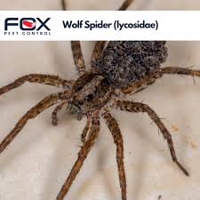 5 Venomous Spiders In Massachusetts
