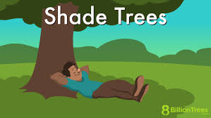 40 Fast Growing Shade Trees Types