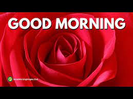love good morning rose
