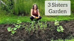 creating a 3 sisters garden you