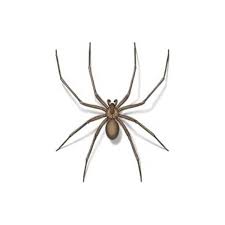 brown recluse spider identification