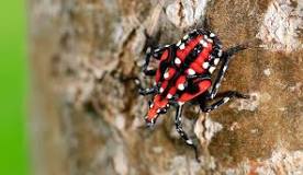 Image result for why is the spotted lanternfly a problem