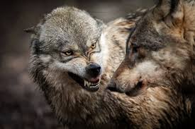 Search, discover and share your favorite wolf snarling gifs. Angry Wolf Photos Royalty Free Images Graphics Vectors Videos Adobe Stock
