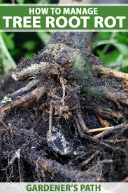 how to manage root rot in fruit nut