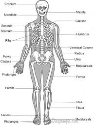 Human Body Bones Diagram Dance Class Skeletal System