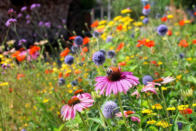 Wildflower planting