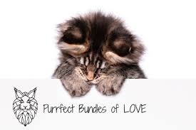 canada based pure breed maine kittens
