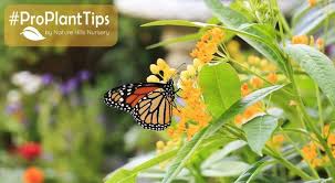 attract monarch erflies at
