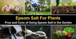 epsom salt for plants is epsom salt