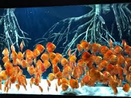 Select from distinct 5000 fish tank at alibaba.com to enhance the aesthetic appearance of your interior decor. Diskuszucht Stendker Gmbh Co Kg Diskusfische Diskusfutter Diskus Und Aquaristik Informationen