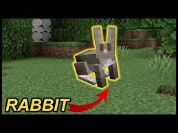 how to tame a rabbit in minecraft you