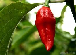 What Is A Ghost Pepper With Pictures
