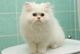 Oh gosh white cats are so precious i'd name my white cat artemis. Kitten White Fluffy Persian Cat Cats Kittens Wallpaper Six Picture