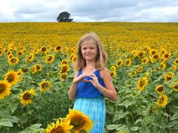 Sunflower Fields In Michigan 24