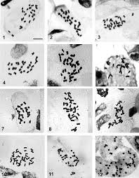 CHROMOSOME NUMBERS IN HIERACIUM AND PILOSELLA ...