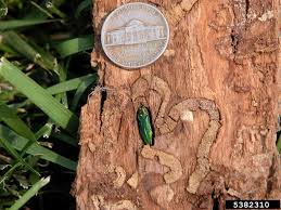 Emerald Ash Borer Treatment Kansas City Ks Tree Doctor