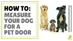 Measure Your Pet Measure Dog And Cat Height