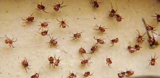 One study looking at 23,409 cases of exposure to black widow. Group Of Baby Black Widow Spiders Photograph By Douglas Barnett