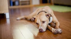 Meloxicam Metacam For Dogs Uses Dosage Side Effects