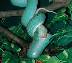 Green Tree Python Information And Care