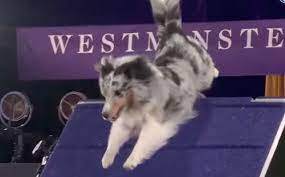 Westminster dog show 2022: Agility ...