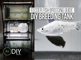 Simple Diy Feeder Fish Breeding Setup Care Guide Bantam