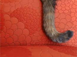 Cats have tails as an evolutionary advantage. Up Down And All Around What Your Cat S Tail Is Telling You Elmhurst Animal Care Center Elmhurst Animal Care Center Elmhurst Il