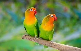 diffe types of lovebirds petlife