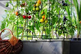 Vertical Vegetable Garden How To Grow