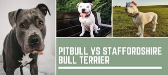 Bulldogs were used in bear and bull baiting sports, but once that was outlawed, dog fighting became popular. Pitbull Vs Staffordshire Bull Terrier Bull Terrier Hq