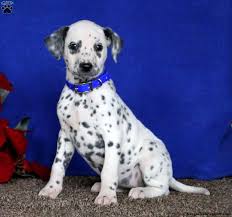 Dalmation dog photo dalmatian/pitbull mix guest post « leaving the zip code. Dalmatian Mix Puppies For Sale Greenfield Puppies