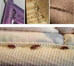 pestman bedbug powder use once