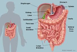 The main symptom of pancreatitis is pain felt in the upper left side or middle of the abdomen. Spleen Picture Image On Medicinenet Com