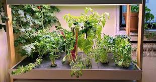 How To Garden Indoors Grow Your Own