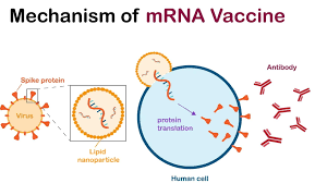 why do mrna vaccines cause strongest
