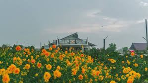 this flower farm in tarlac lets you