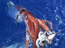 giant squid national geographic