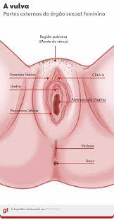 Viva a vulva: entender o órgão feminino é 1º passo para afirmar direito à  saúde sexual e ao prazer 
