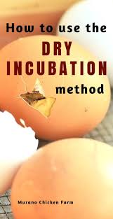 dry incubation raise your hatch rate