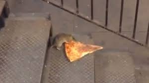 rat carries pizza slice twice its size