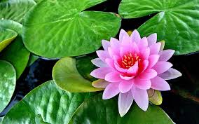Bunga teratai biasanya tumbuh di perairan tanaman ini bisa kita temukan di kolam danau atau perairan yang tenang. Kolam Teratai Teratai Bunga Merah Muda Air Daun Bunga Daun Teratai Wallpaper Hd Wallpaperbetter